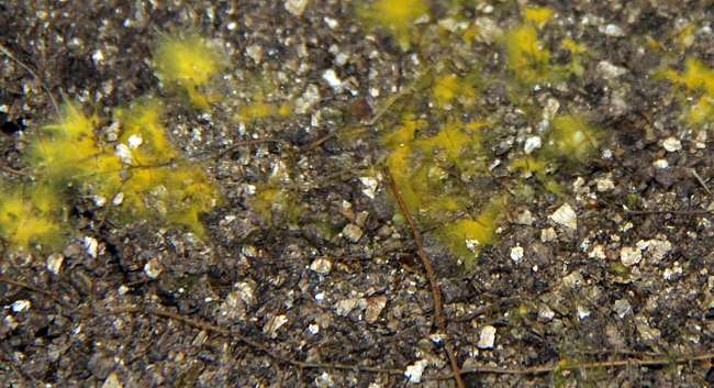 Network of Rhizomorphs and  Ectomycorrhizas on oak roots. Photo: Sylvie Herrmann/UFZ